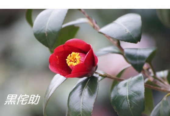 侘助と椿の違い