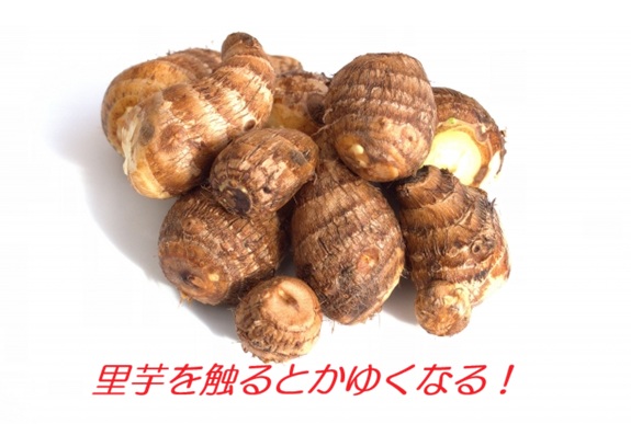 里芋を触ると手がかゆい