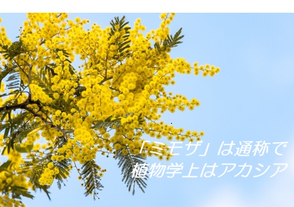 ミモザ