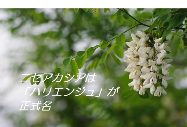 ニセアカシア