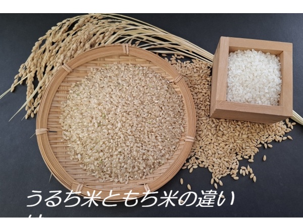 うるち米ともち米の違い
