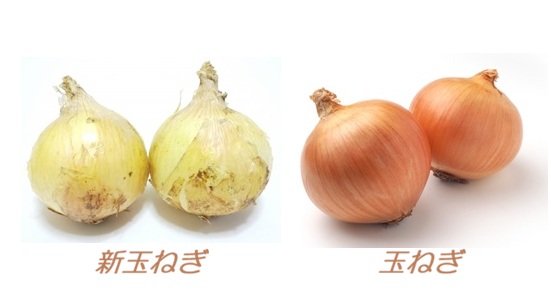 新玉ねぎと玉ねぎの違い