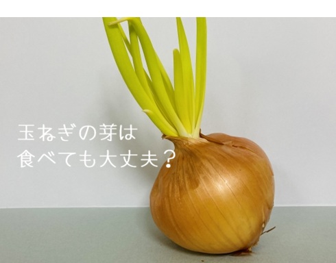 玉ねぎの芽は食べられる