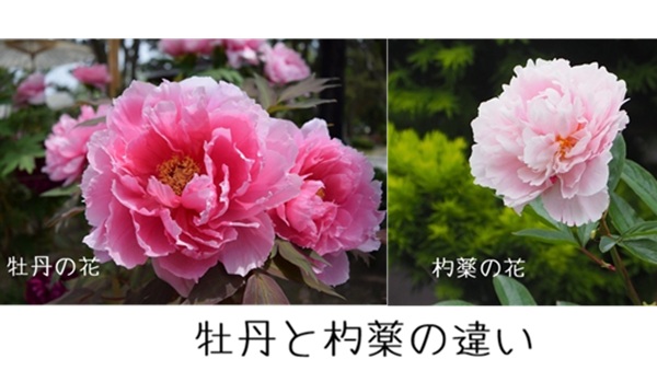 牡丹と芍薬の違い