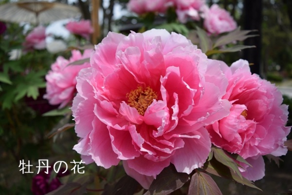 牡丹の花