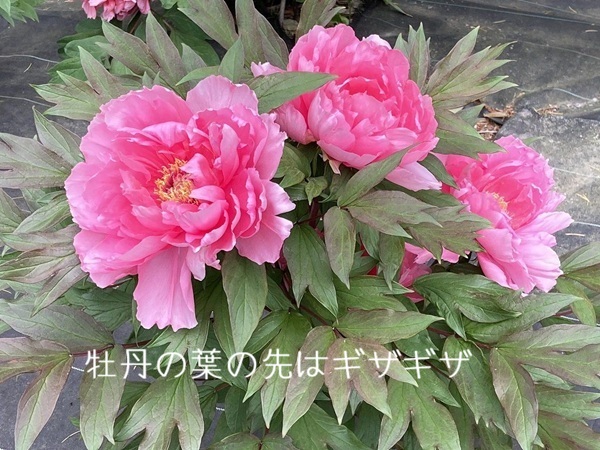 牡丹の花と茎と葉