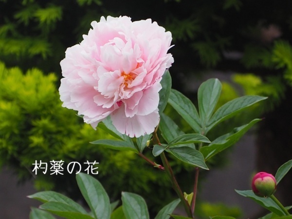 芍薬の花