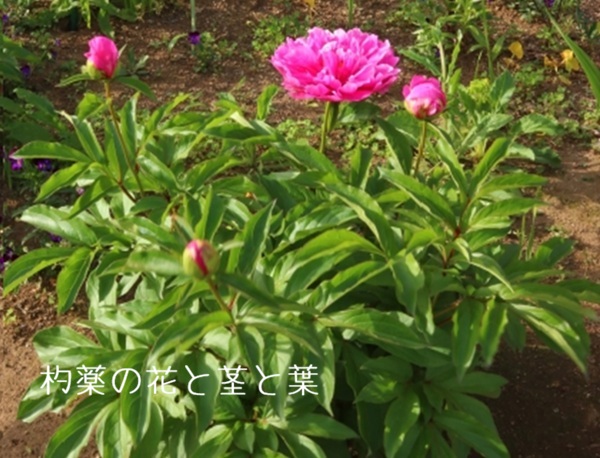 芍薬の茎と葉