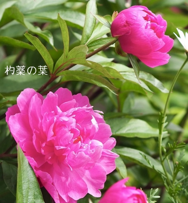 芍薬の花と茎と葉